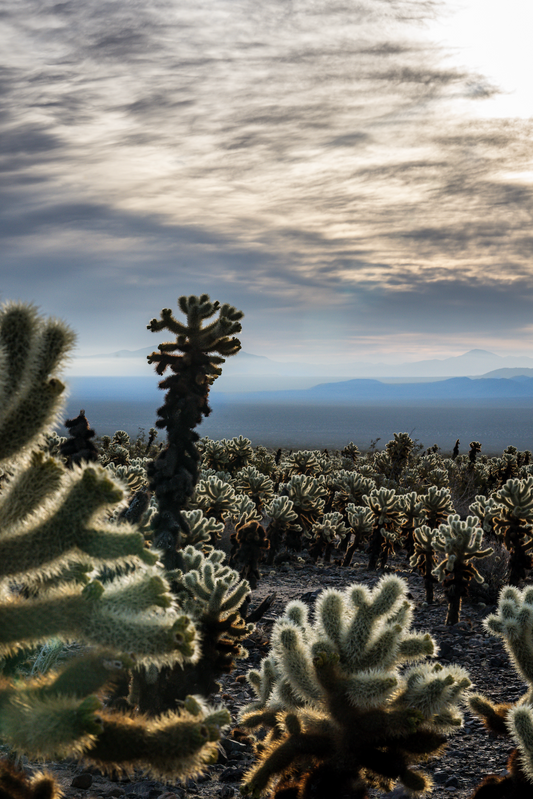 'Cactus Sun' Digital Print